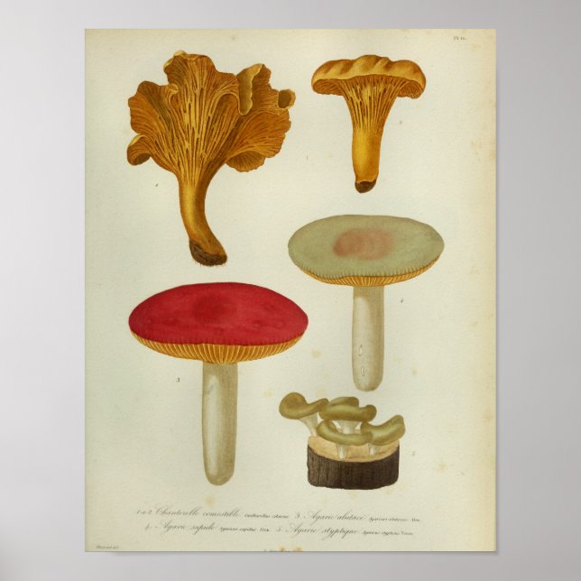 Vintage 1841 Red Yellow Brown Mushrooms Art Print (Front)