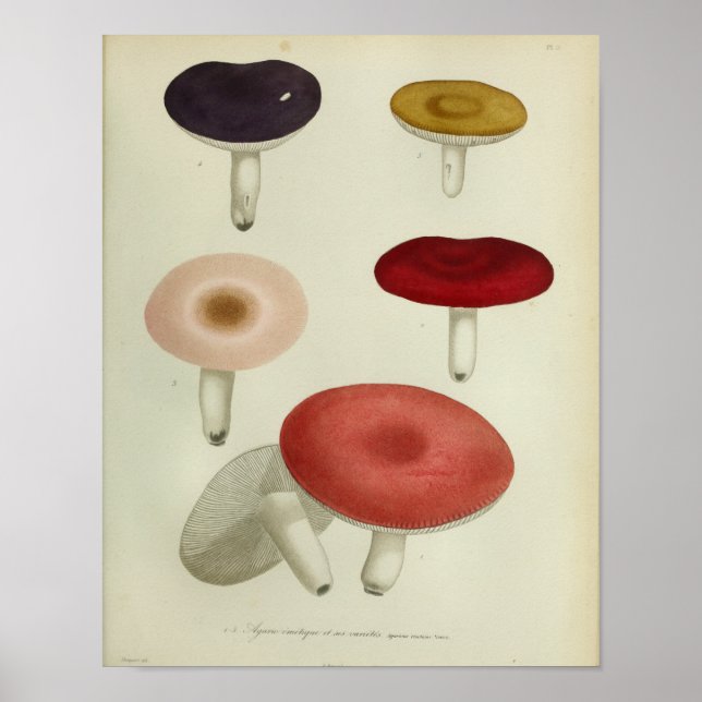 Vintage 1841 Red Yellow Pink Mushrooms Art Print (Front)