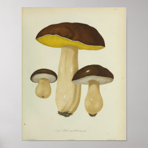 Vintage 1841 Yellow Brown Mushrooms Art Print