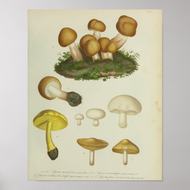 Vintage 1841 Yellow Brown Mushrooms Art Print (Front)