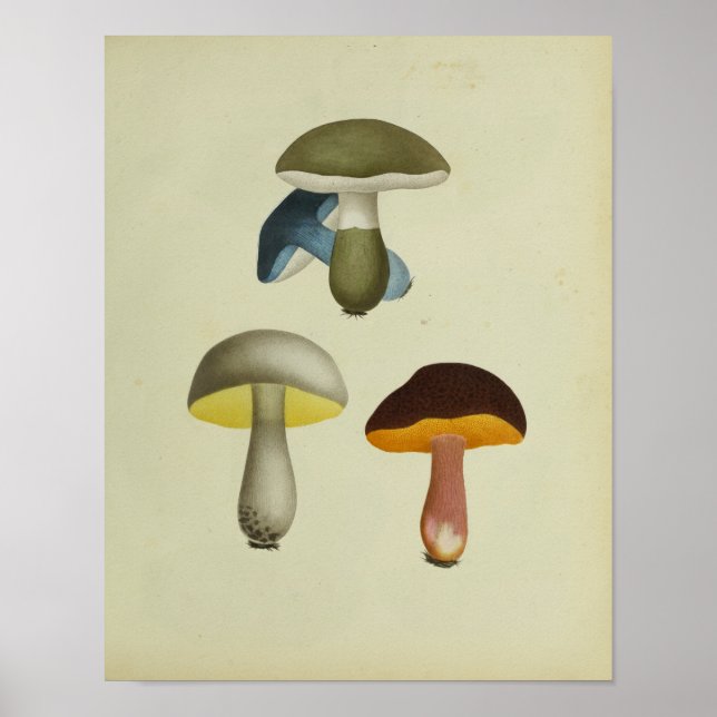 Vintage 1841 Yellow Green Blue Mushrooms Art Print (Front)