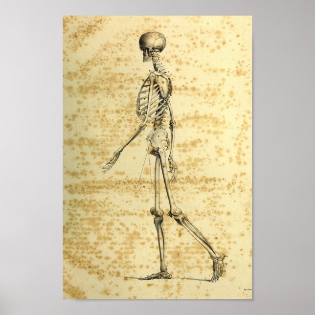 Vintage 1843 Human Skeleton Anatomy Print (Front)