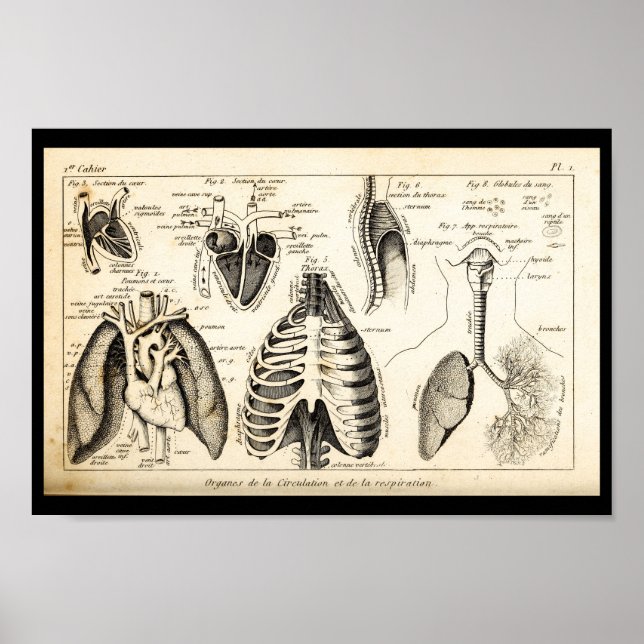 Vintage 1844 Human Heart Anatomy Print (Front)