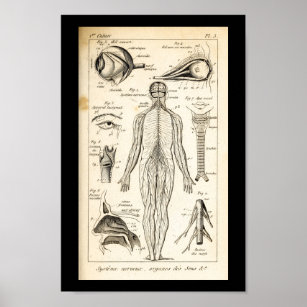 Vintage 1844 Human Nerves Anatomy Print