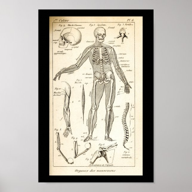 Vintage 1844 Human Skeleton Anatomy Print (Front)