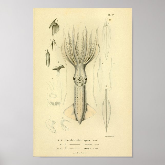 Vintage 1845 Squid Colour Art Print (Front)