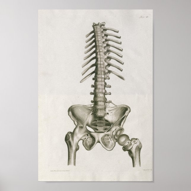 Vintage 1853 Lumbar Spine Anatomy Art Print (Front)