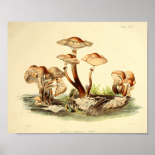 Vintage 1855 Mushrooms Brown Cap Art Print