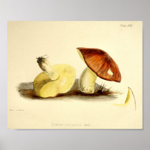 Vintage 1855 Mushrooms Brown Cap Art Print