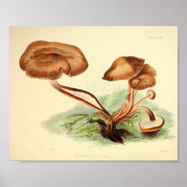 Vintage 1855 Mushrooms Brown Cap Art Print (Front)