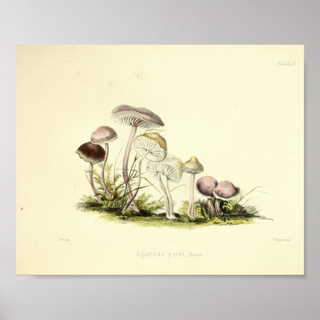 Vintage 1855 Mushrooms Brown White Art Print (Front)