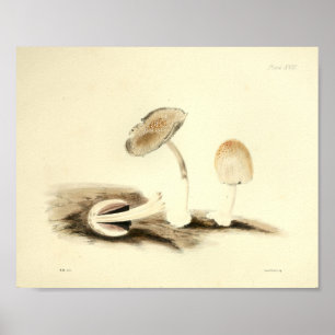 Vintage 1855 Mushrooms Brown White Art Print