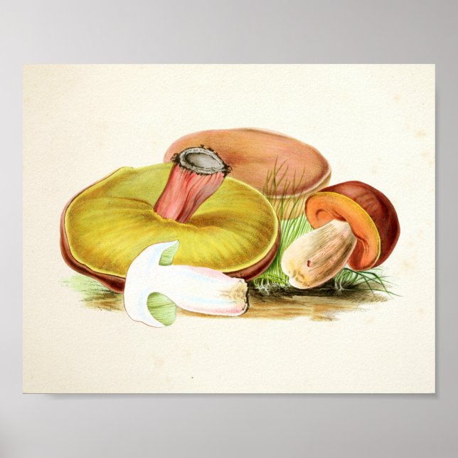 Vintage 1855 Mushrooms Brown Yellow Art Print (Front)