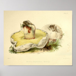 Vintage 1855 Mushrooms White Cap Art Print