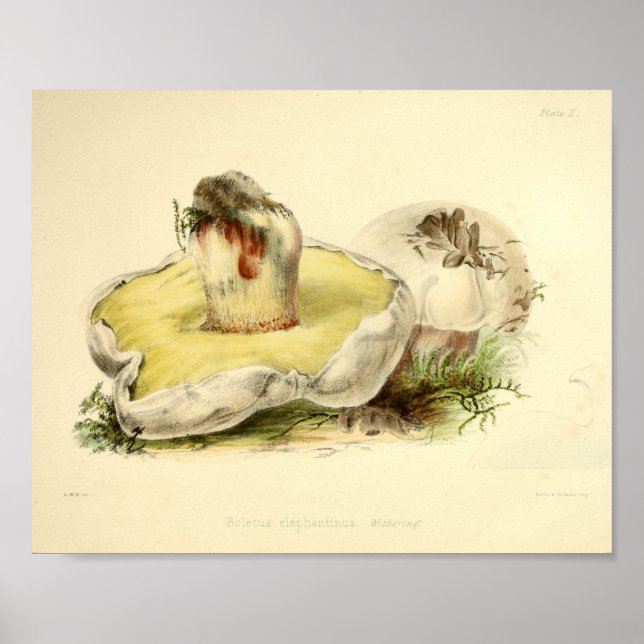 Vintage 1855 Mushrooms White Cap Art Print (Front)