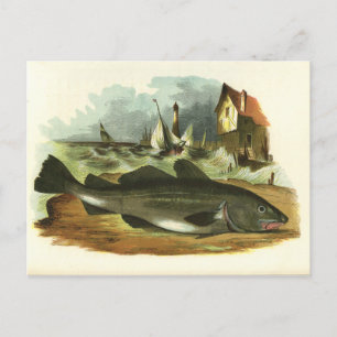 Vintage 1859 Codfish Fish FolkArt Illustration Postcard