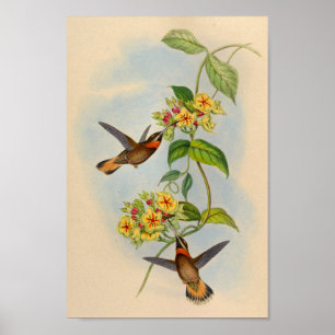 Vintage 1861 Fawn-tailed Hummingbird Print
