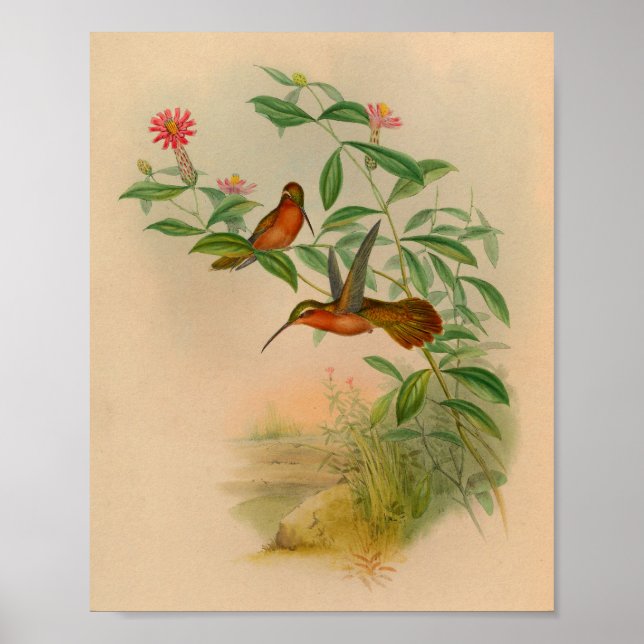Vintage 1861 Hermit Hummingbird Print (Front)