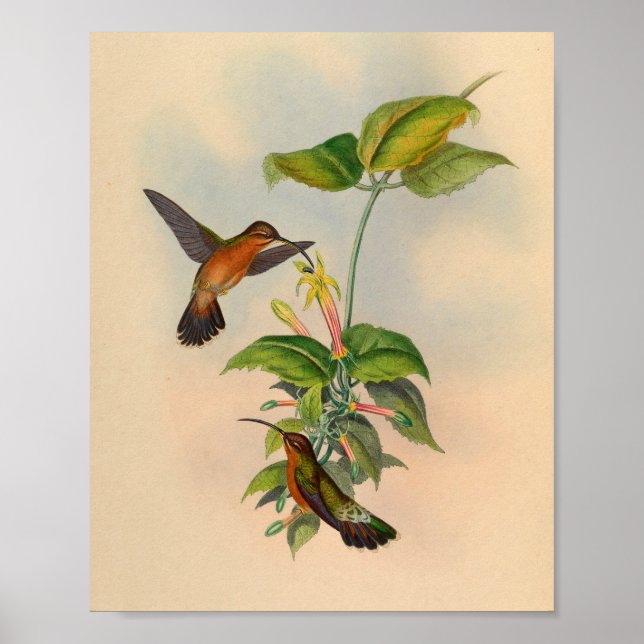 Vintage 1861 Hermit Hummingbird Print (Front)