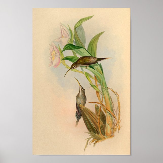 Vintage 1861 Hermit Hummingbird Print (Front)
