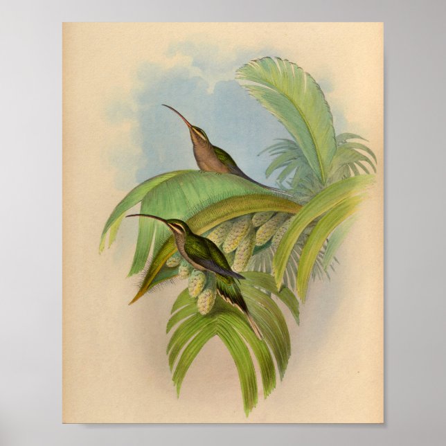 Vintage 1861 Hermit Hummingbird Print (Front)