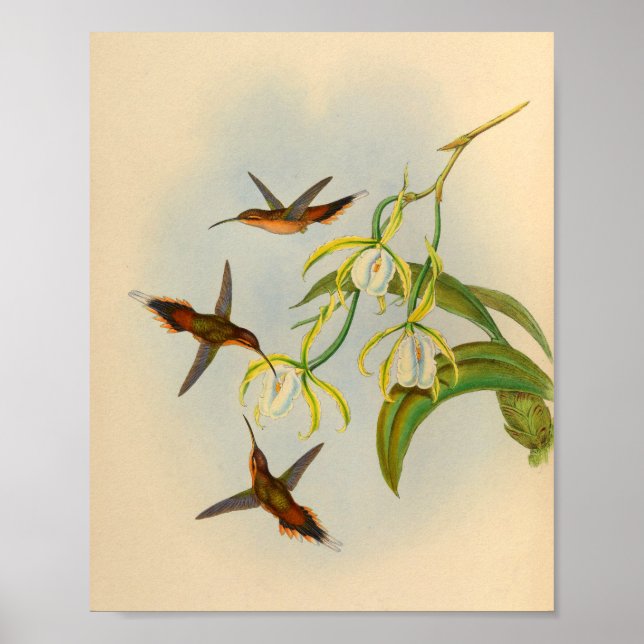 Vintage 1861 Hermit Hummingbird Print (Front)