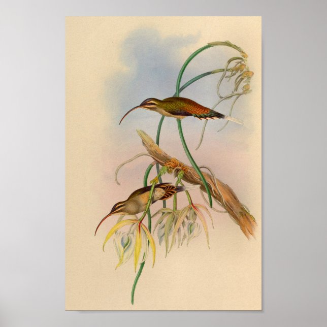 Vintage 1861 Hummingbird Print Flowers (Front)