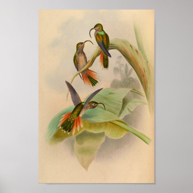 Vintage 1861 Hummingbird Print Sickle Billed (Front)
