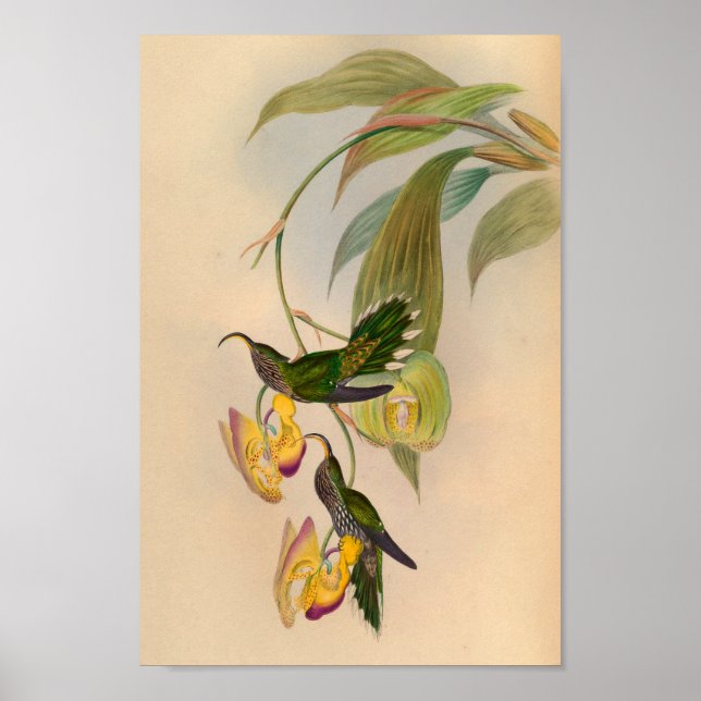 Vintage 1861 Hummingbird Print Sickle Billed (Front)