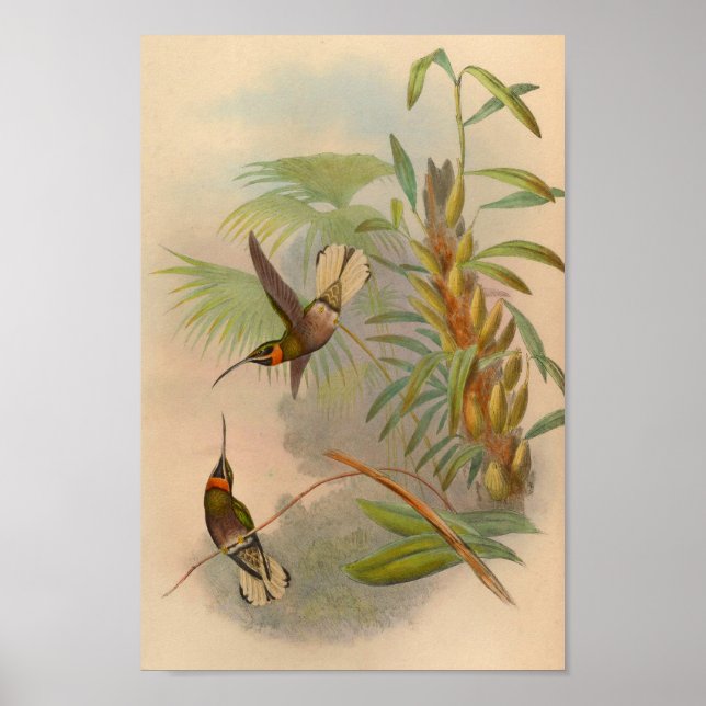 Vintage 1861 White-tailed Hummingbird Print (Front)