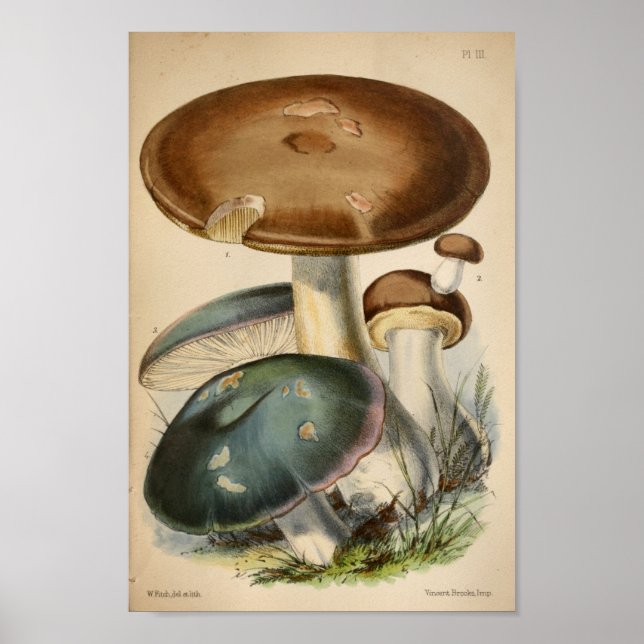 Vintage 1863 Brown Blue Mushrooms Art Print (Front)