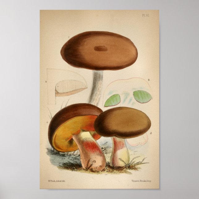 Vintage 1863 Brown Cap Mushrooms Art Print (Front)