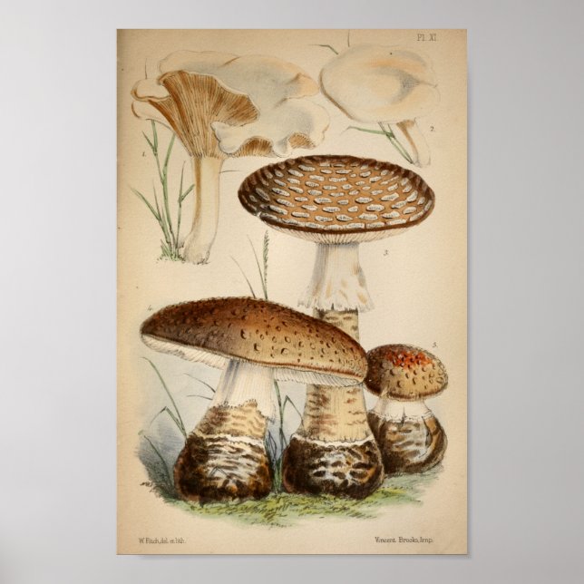 Vintage 1863 Brown White Cap Mushrooms Art Print (Front)