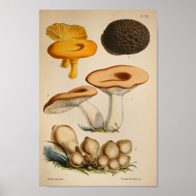 Vintage 1863 Brown Yellow Cap Mushrooms Art Print (Front)