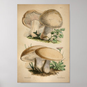 Vintage 1863 Common White Mushrooms Art Print