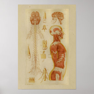 Vintage 1873 Muscles and Nerves Anatomy Print