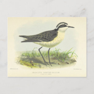 Vintage 1875 Bird Drawing from St Helena Postcard
