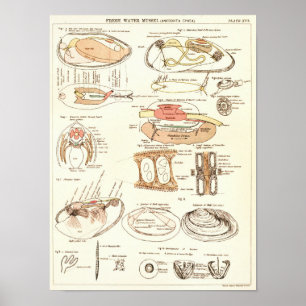 Vintage 1881 Freshwater Mussel Anatomy Print