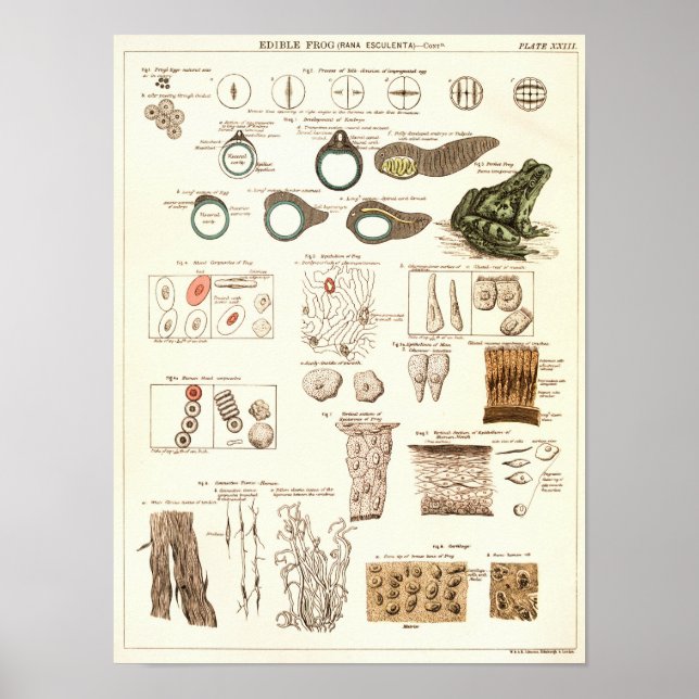 Vintage 1881 Frog Biology Anatomy Print (Front)