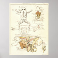 Vintage 1881 Frog Biology Anatomy Print