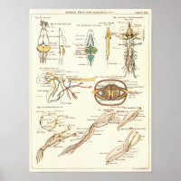Vintage 1881 Frog Biology Anatomy Print
