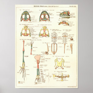 Vintage 1881 Frog Biology Anatomy Print