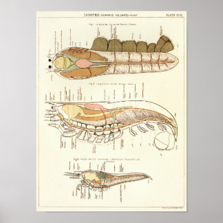 Vintage 1881 Lobster Biology Anatomy Print