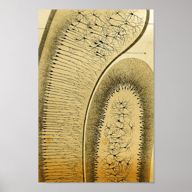 Vintage 1886 Central Nervous System Nerves Poster (Front)