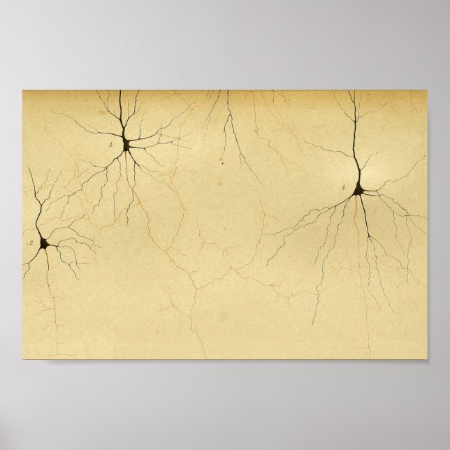 Vintage 1886 Central Nervous System Nerves Poster (Front)