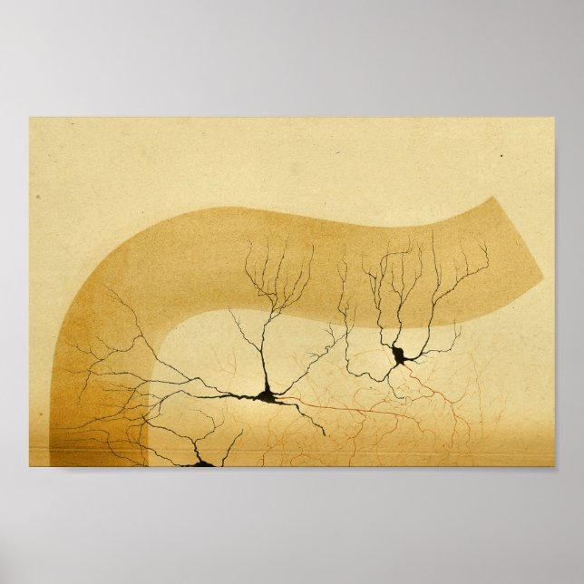 Vintage 1886 Central Nervous System Nerves Poster (Front)