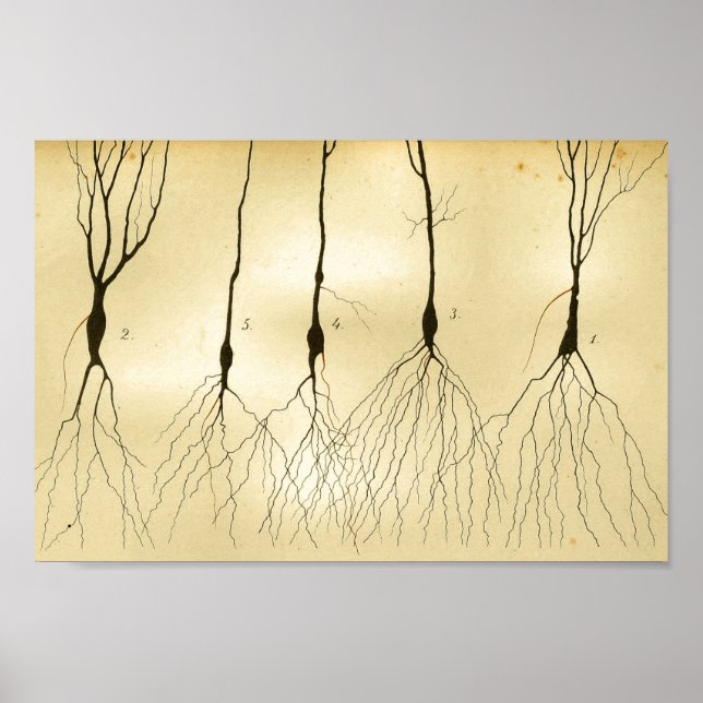 Vintage 1886 Central Nervous System Nerves Poster (Front)