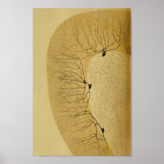 Vintage 1886 Central Nervous System Nerves Poster (Front)