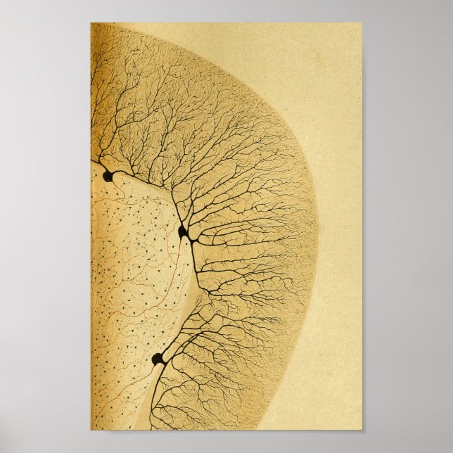 Vintage 1886 Central Nervous System Nerves Poster (Front)