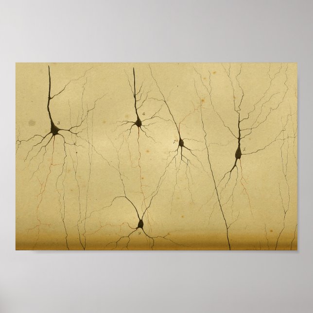 Vintage 1886 Central Nervous System Nerves Poster (Front)